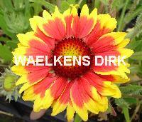 Gaillardia 'Kobold'