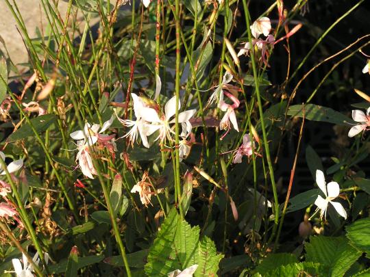 Gaura lindheimeri 'Whirling Butterflies'