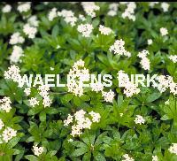 Galium odoratum (O.L.VR.BEDSTRO)