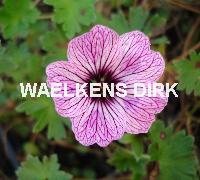 Geranium cinereum 'Ballerina'