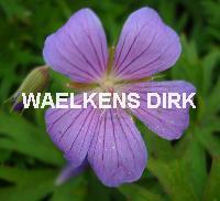 Geranium clarkei 'Kashmir BLUE'
