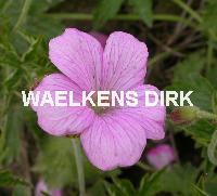 Geranium endressii