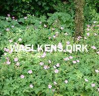 Geranium endr. 'Wargrave Pink'