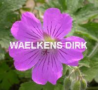 Geranium 'Johnsons Blue'