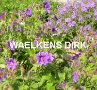 Geranium magnificum