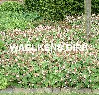 Geranium macr. 'Spessart'
