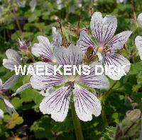 Geranium renardii
