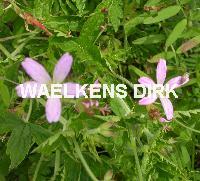Geranium renardii 'Philippe Vapell'