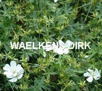 Geranium sang. 'Album'