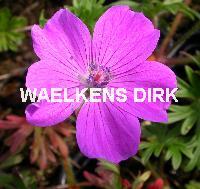 Geranium sanguineum