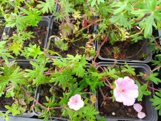 Geranium sang. striatum
