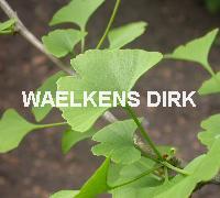 Ginkgo biloba