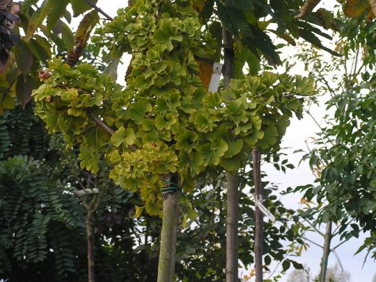 Ginkgo biloba 'Mariken'