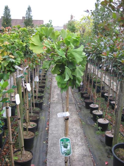 Ginkgo biloba 'Mariken'