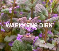Glechoma hederacea '