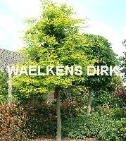 Gleditsia triac. 'Sunburst'  MEERSTAM ZWAAR