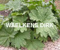 Gunnera manicata
