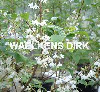 Halesia carolina