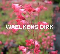 Heuchera briz. 'Pluie de Feu'