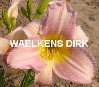 Hemerocallis 'Catherine Woodbridge'