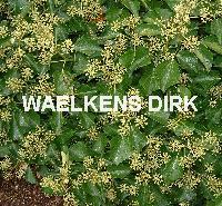 Hedera helix 'Arborescens'