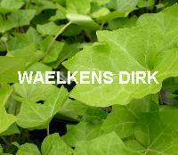Hedera helix 'Hibernica'