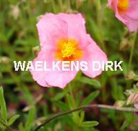 Helianthenum 'Lawrensons Pink'