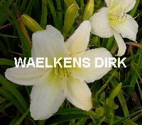Hemerocallis light the way