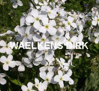 Hesperis matrolnalis 'Alba'