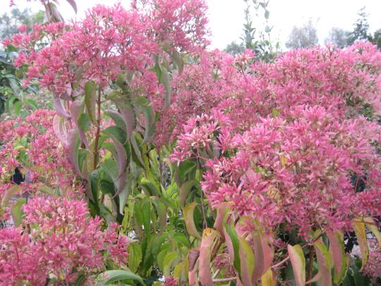 Heptacodium miconioides