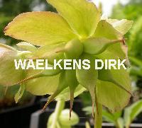 Helleborus niger