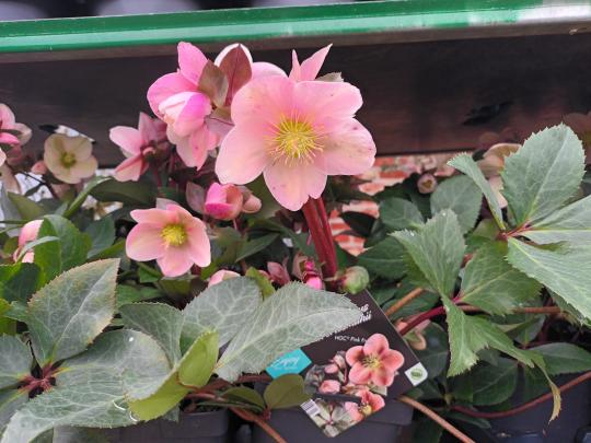 Helleborus nigercors pink frost
