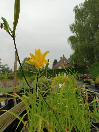Hemerocallis hybr. 'Stella de Oro'
