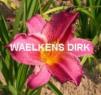 Hemerocallis 'Summer Wine'