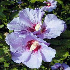 Hibiscus syr. 'Oiseau Bleu'