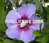 Hibiscus syr. 'Oiseau Bleu'