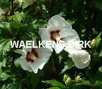 Hibiscus syr. 'Red Heart'