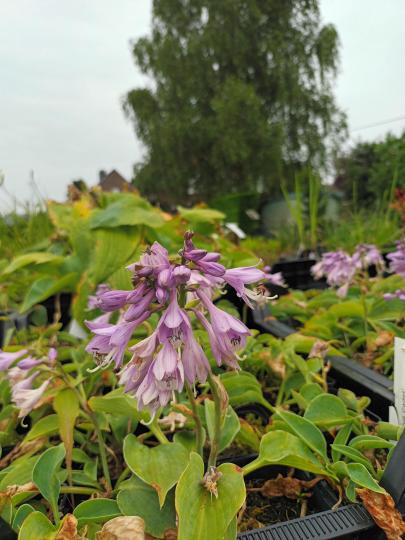 Hosta 'Blue Cadet'