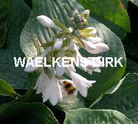 Hosta sieboldiana 'Elegans'