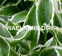 Hosta 'Albomarginata'(und.)