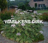 Hydrangea aspera 'Macrophylla'