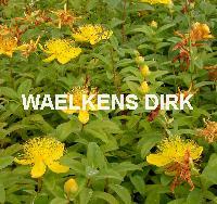 Hypericum calycinum