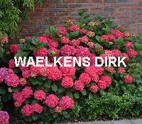 Hydrangea macr. 'Alpengluhen'