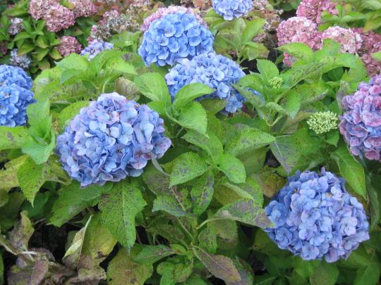 Hydrangea macr. 'Bodensee'