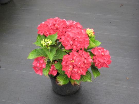 Hydrangea macr. 'HOT RED'