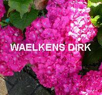 Hydrangea macr.' Leuchtfeuer'