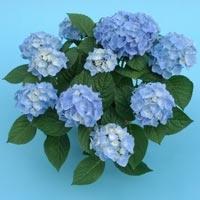 Hydrangea macr. 'Xian' BLAUW
