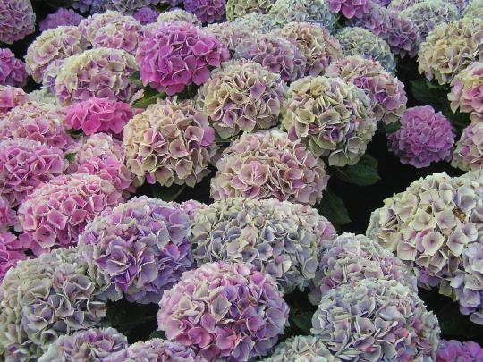 Hydrangea macr. 'Xian' BLAUW
