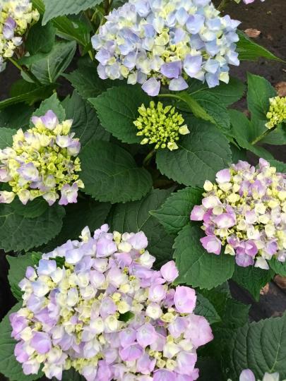 Hydrangea macr. 'Xian' BLAUW