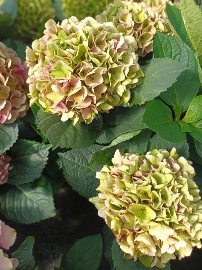Hydrangea macr. 'Xian' HERFST